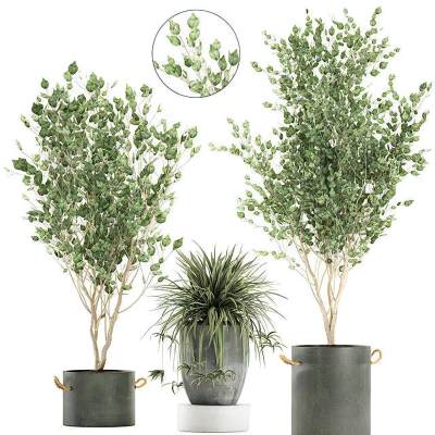 现代植物